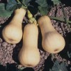 216390-pompoenen-waltham-butternut