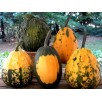 216405-pompoenen-warts-galore-f1
