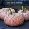 216407-pompoenen-warts-plethora-f1