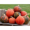 216410-pompoenen-warty-sunset-f1