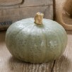 216441-pompoenen-winter-sweet-f1