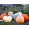 216447-pompoenen-world-color-giants