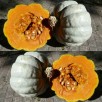 216480-pompoenen-zapallo-plomo-zapallo-grande-guarda