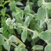354010-majoraan-syrische-zaatar