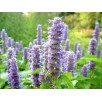 354510-mexicaanse-mint-blauwe-lavender-spikes