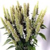 354515-mexicaanse-mint-witte-white-spikes