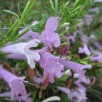 354520-mexicaanse-rozenoregano