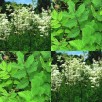 354800-moerasspirea