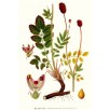 356990-pimpernel-grote