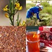 357690-rooibos