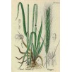 394580-winterrogge-dukato-elias-reetta-duoniai-dankowskie-rubin-admiraal-antoninskie