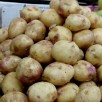 405997-aardappels-sineglazka-blue-eye
