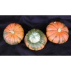 515250-cucurbita-maxima-aladdin