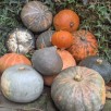 515265-cucurbita-maxima-hokkaido-mix