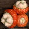 515270-cucurbita-maxima-mini-red