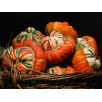515290-cucurbita-maxima-reuzen-turkish-turban