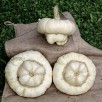 515295-cucurbita-maxima-white-turban