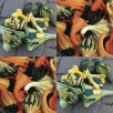 515314-cucurbita-pepo-autumn-wings-mix-indian-mix