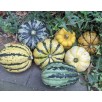 515316-cucurbita-pepo-dollop-mix