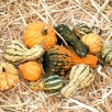 515317-cucurbita-pepo-dandy-mix