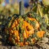 515330-cucurbita-pepo-frederic-orange-warted