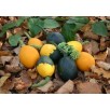 515346-cucurbita-pepo-goblin-eggs
