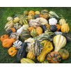 515390-cucurbita-pepo-maya-mixed