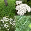 571500-achillea-millefolium