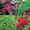 571540-achillea-millefolium-cassis-rubra