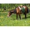 678210-kruidenmix-voor-paarden-top-24
