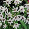 701500-acidanthera-bicolor-murielae