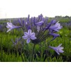 701650-agapanthus-africanus-blue-sunfield-dr-brouwer-elisabeth