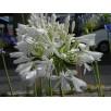 701750-agapanthus-africanus-polar-ice