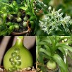 701795-albuca-bracteata