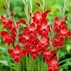 721000-gladiolus-nanus-groep-atom