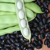 045130-zwarte-droogbonen-stam-coco-noir-starazagorski