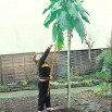 163450-mergkool-jersey-tree-walking-stick-cabbage-asturian-tree-cabbage