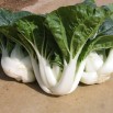 165250-mini-paksoi-dwarf-white-stem-f1