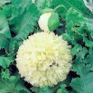 544650-papaver-somniferum-cream-paeony