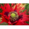 544755-papaver-somniferum-laciniatum-fringed-red