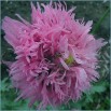 544840-papaver-somniferum-lilac-pompom