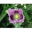544850-papaver-somniferum-maxi