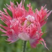 544910-papaver-somniferum-laciniatum-pink-fizz