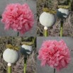 544960-papaver-somniferum-super-pods