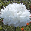 545000-papaver-somniferum-white-cloud