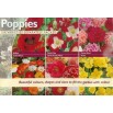 545020-papaver-papavercollectie