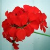 545060-pelargonium-zonale-moulin-rouge-f1-horizon-red-f1
