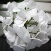 545500-pelargonium-zonale-horizon-pure-white