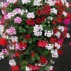 546000-pelargonium-peltatum-summer-showers-f1