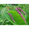 546250-persicaria-orientalis